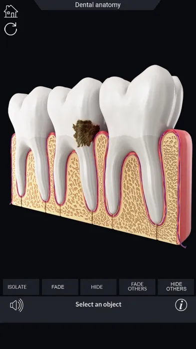 ภาพหน้าจอของ My Dental Anatomy